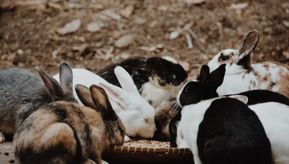 how to keep rabbits off your lawn