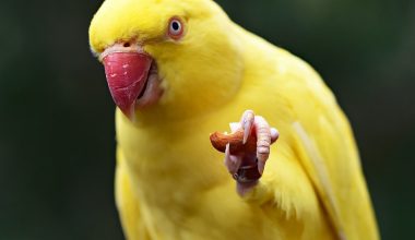 how to make bird seed blocks with gelatin