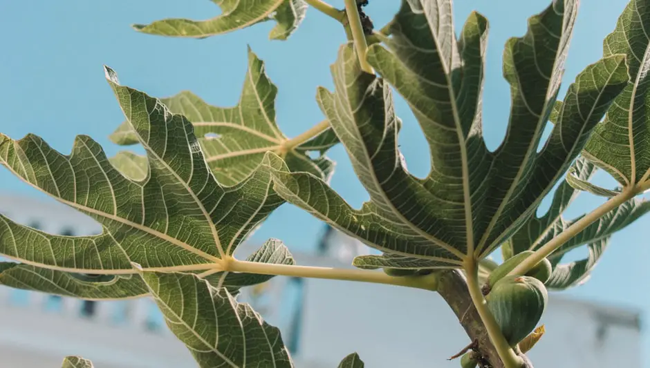 can fig trees grow in shade