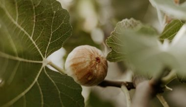 do fig trees bear fruit before leaves