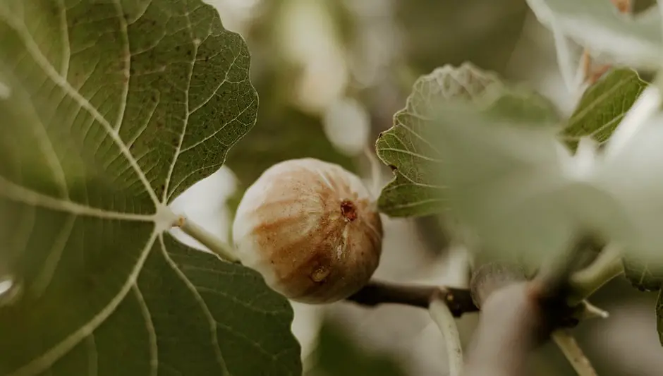 do fig trees bear fruit before leaves