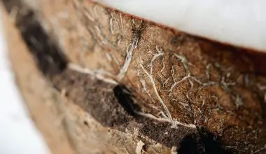 how deep do coconut tree roots grow