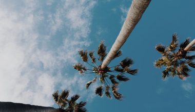 a tropical plant with palm like leaves is