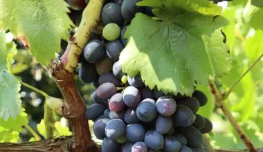 when is a good time to prune grape vines