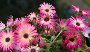 is livingstone daisy a perennial