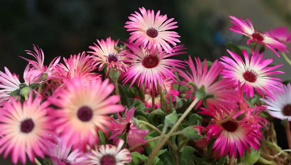 is livingstone daisy a perennial