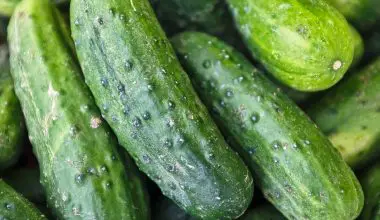 how to grow cucumber seeds indoors
