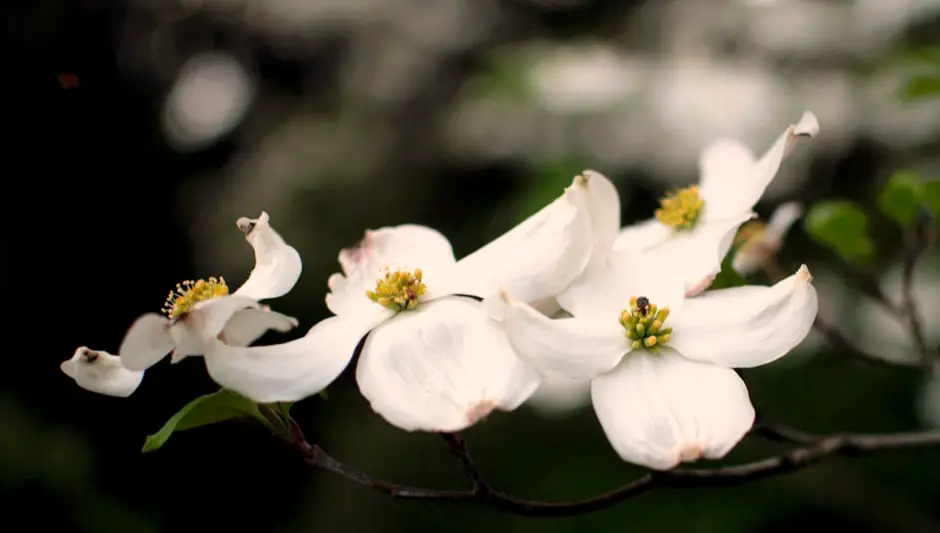 when do dogwood trees bloom