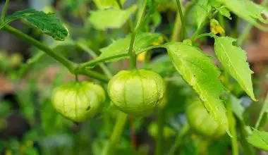 how to pollinate tomatillos