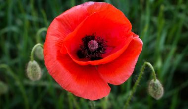 where can poppy plants grow