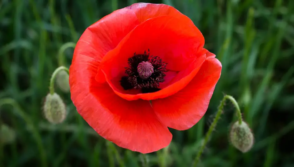 where can poppy plants grow