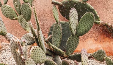 what causes cactus rot