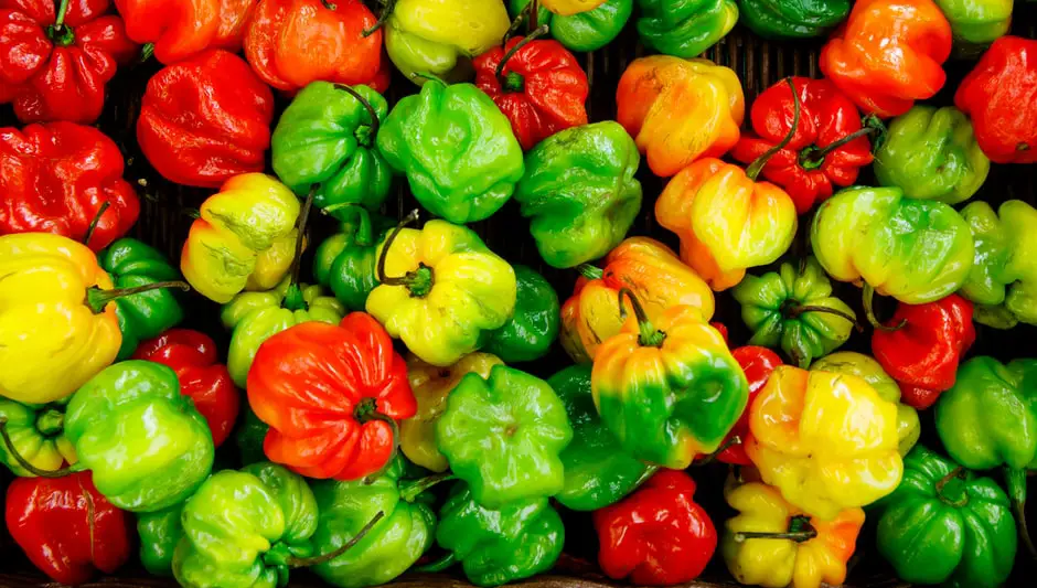 what size pot to grow sweet peppers