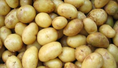 how to grow seed potatoes