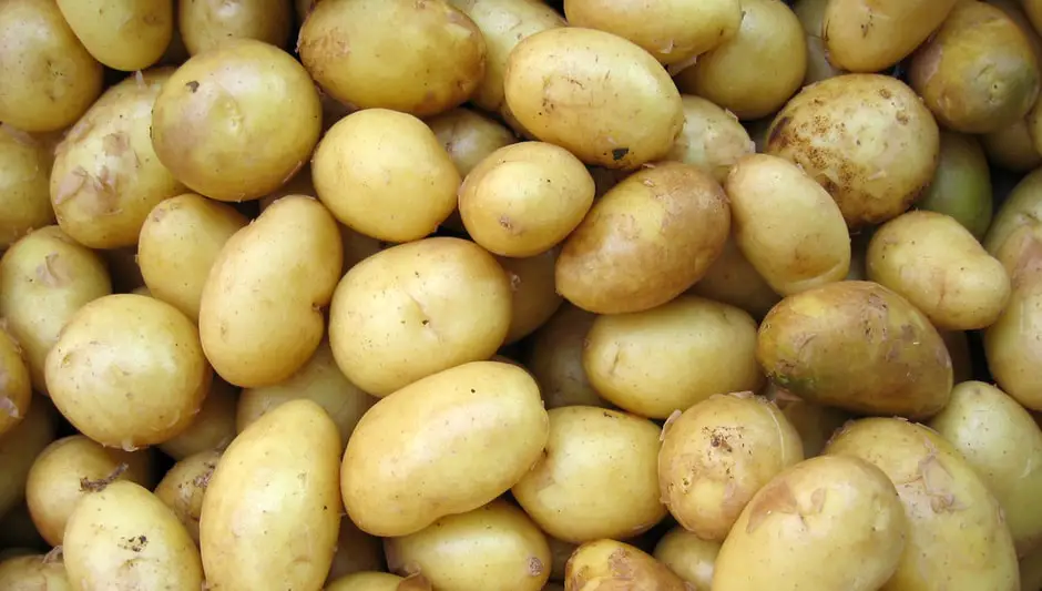 why are my potato plants wilting