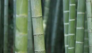 how to prune a bamboo plant