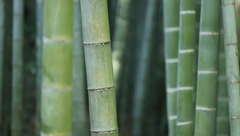 How To Prune A Bamboo Plant? (Here's What People Don't Know)