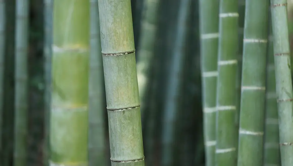 how to prune a bamboo plant