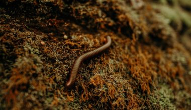 how to compost with worms