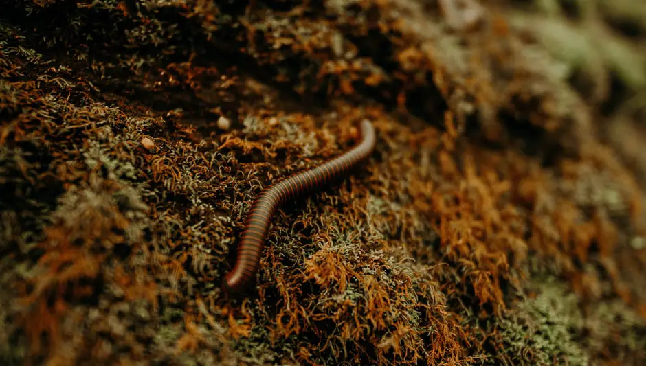 how to compost with worms