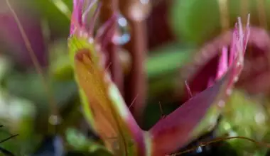 how to propagate carnivorous plants