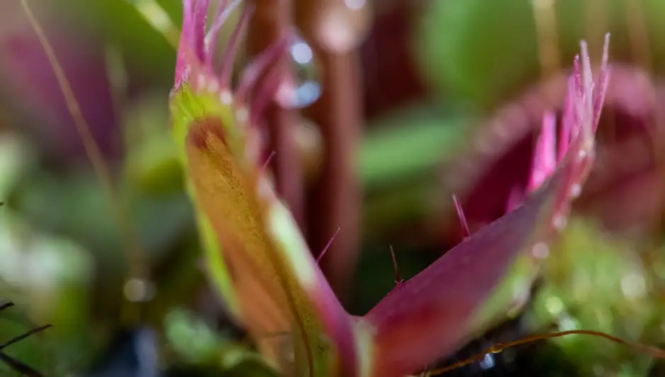 how to propagate carnivorous plants