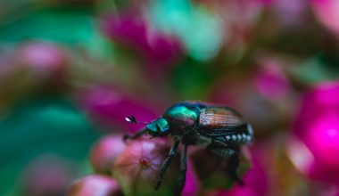 when to prune crape myrtle