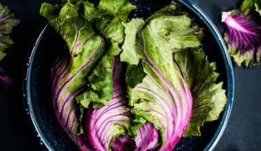 how to harvest romaine lettuce so it keeps growing