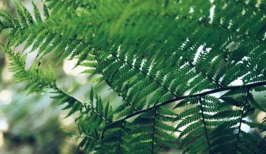 when to remove fan leaves on outdoor plants