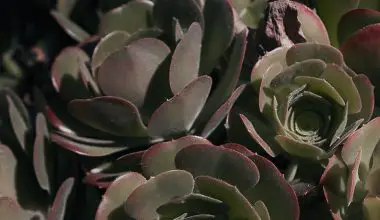 what indoor plants thrive in direct sunlight