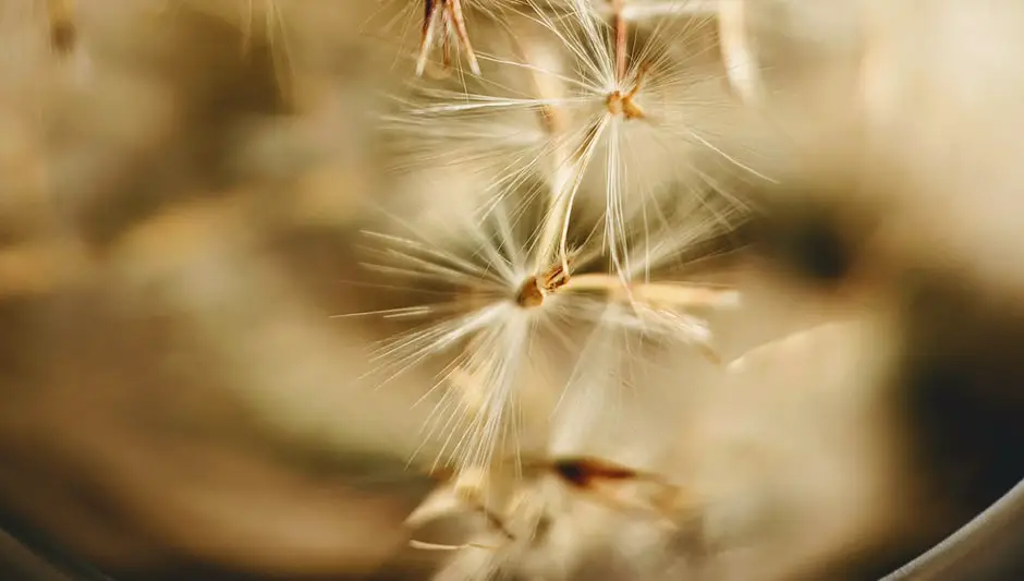 what does grass seed look like