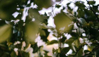 how to grow mandarin oranges in a pot