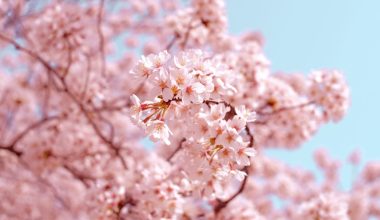 when to plant cherry blossom trees