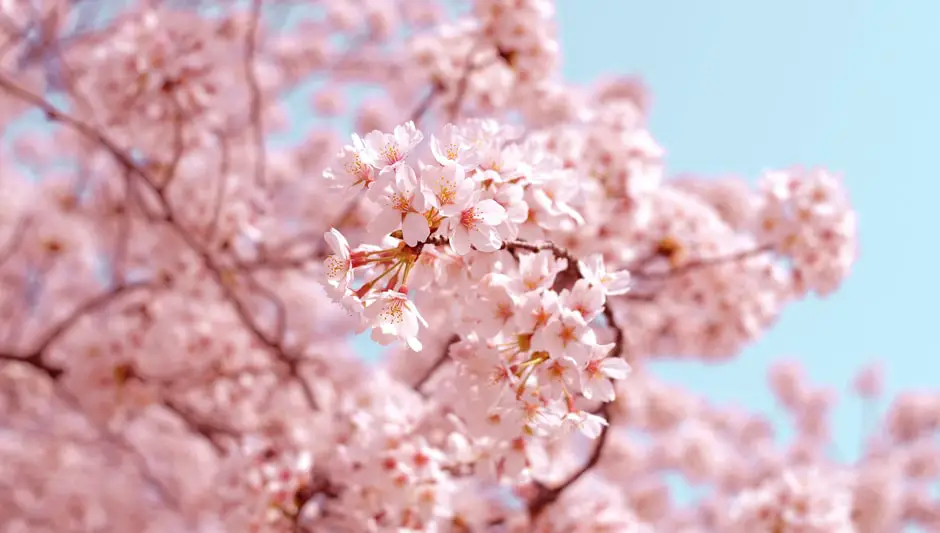 when to plant cherry blossom trees
