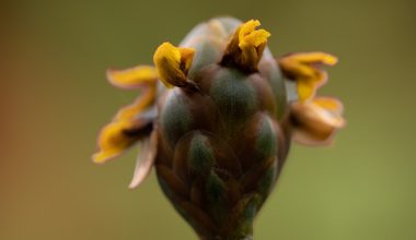 are artichokes annuals or perennials