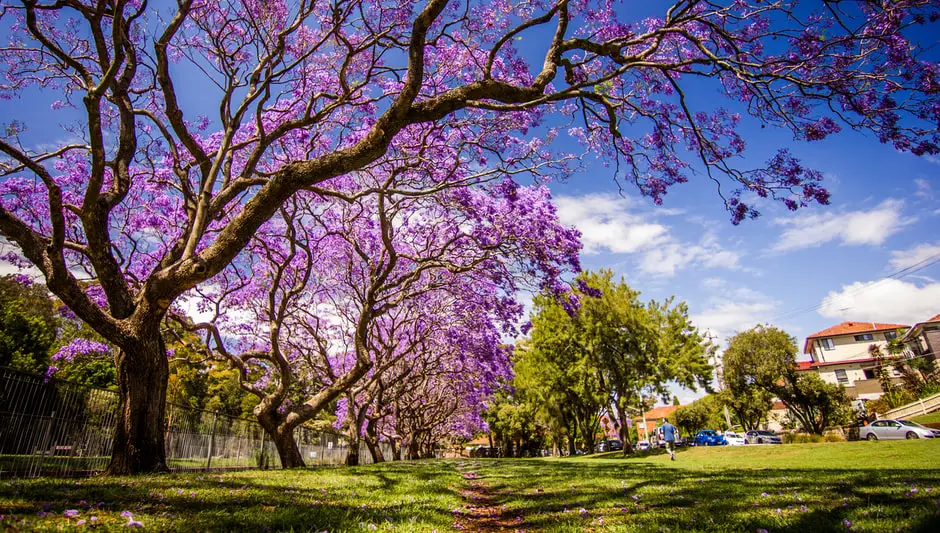 how to grow a jacaranda tree from seed