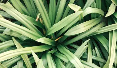 what is the side effect of lemon grass