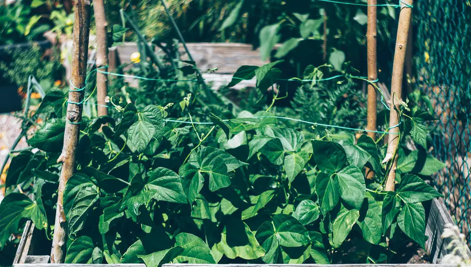 how to make a raised bed for a garden