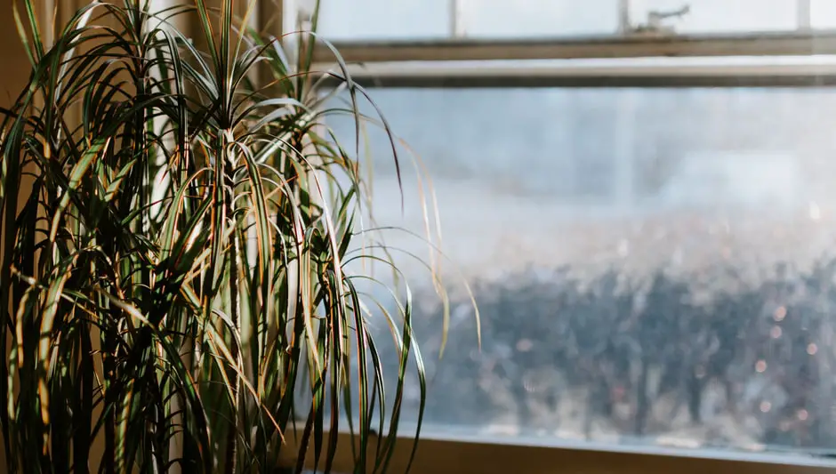 can spider plants grow in shade