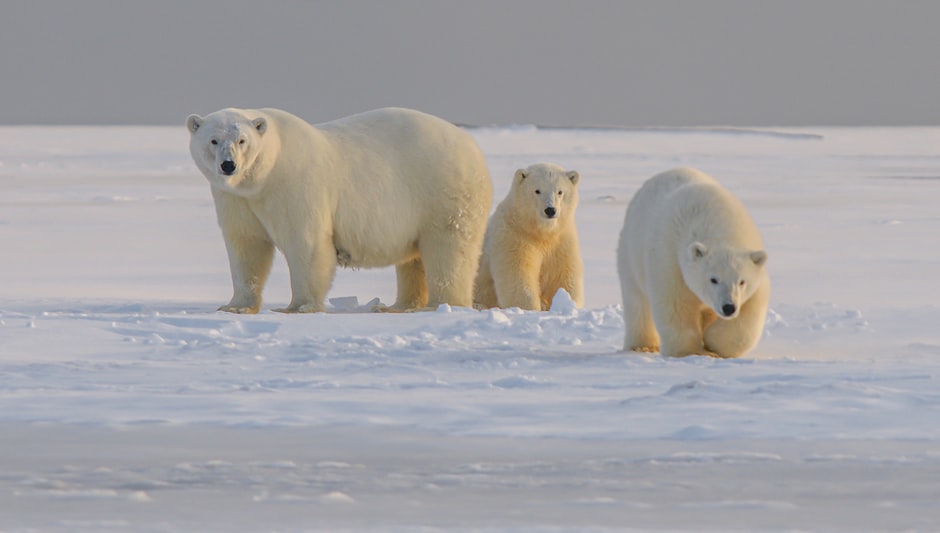 what trees grow in the tundra