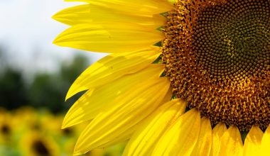 are sunflower seeds for birds ok for humans