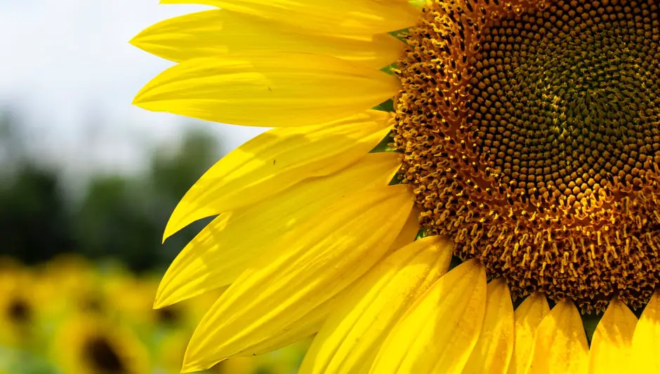 are sunflower seeds for birds ok for humans