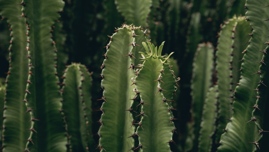 do mini cactus grow
