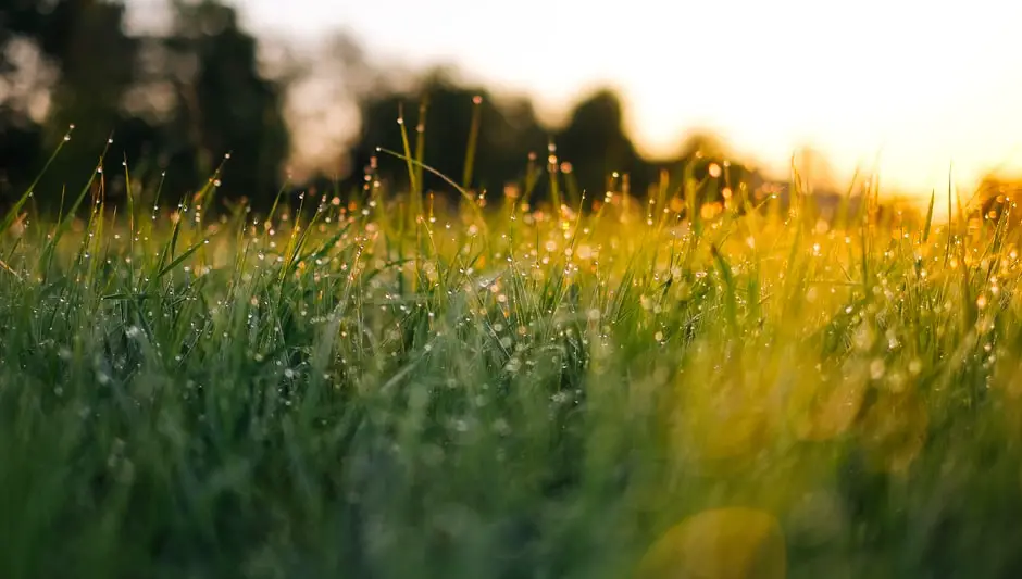 what's the best time to water grass