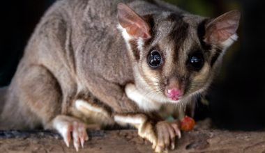 do possums climb trees