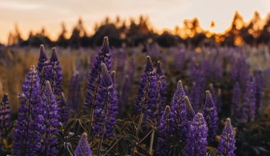 is lavender a perennial in zone 5