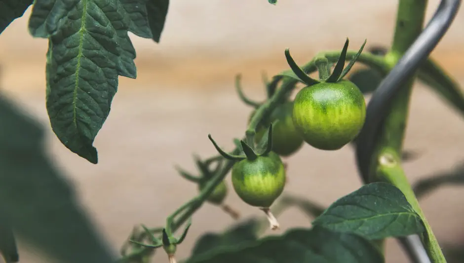 how to make seed balls with paper