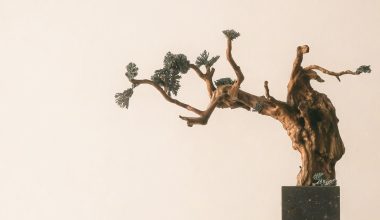 do bonsai trees lose their leaves in winter