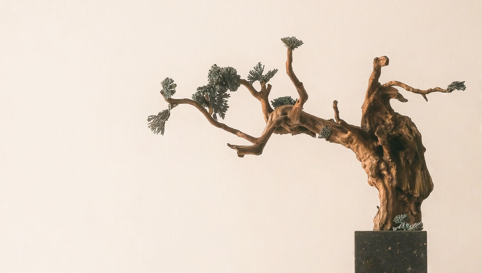 do bonsai trees lose their leaves in winter