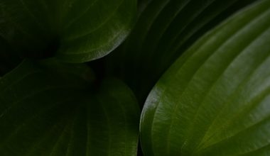 why hosta leaves turn brown